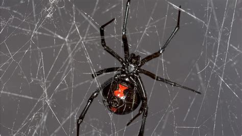 Show Me a Picture of a Black Widow Spider: A Journey into the Web of Curiosity and Beyond